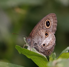 Ypthima pandocus