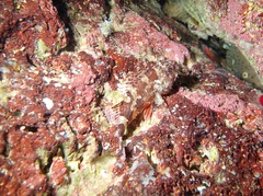 Scorpaena maderensis