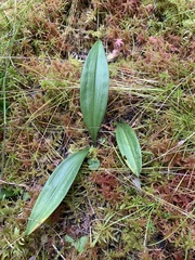 Maianthemum trifolium