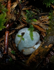 Clavogaster virescens