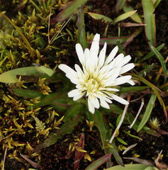 Hypochaeris sessiliflora