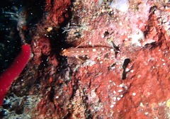 Tripterygion delaisi