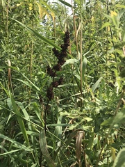 Rumex