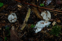 Clavogaster virescens