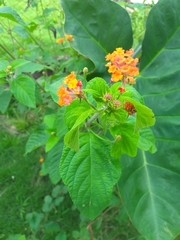 Lantana horrida