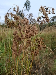 Scirpus cyperinus