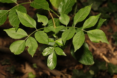Sambucus nigra