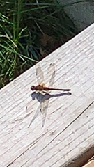 Sympetrum vicinum