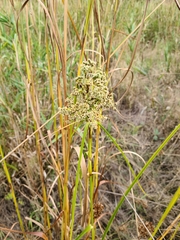 Scirpus cyperinus
