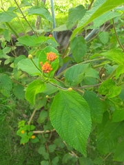 Lantana horrida
