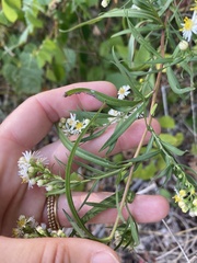 Symphyotrichum lanceolatum interior