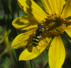 Metasyrphus