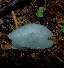 Clavogaster virescens