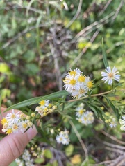 Symphyotrichum lanceolatum interior