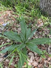 Cirsium horridulum