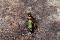 Carabus auronitens