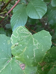 Phyllocnistis vitifoliella