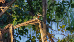 Chloroceryle amazona