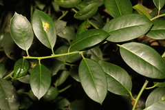 Ilex aquifolium