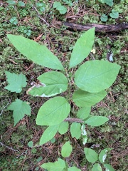 Lonicera canadensis