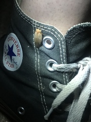 Eremoblatta subdiaphana