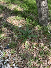 Cirsium horridulum