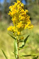 Solidago multiradiata