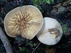 Pluteus granularis