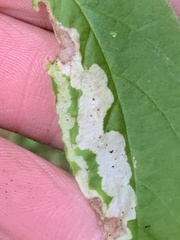 Aulagromyza cornigera