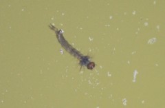 Culicinae
