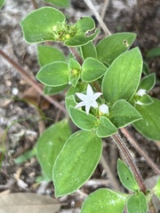 Richardia brasiliensis