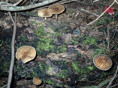 Pluteus granularis