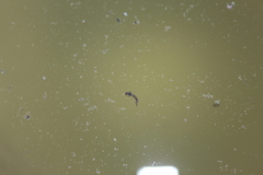 Culicinae