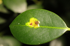 Phytomyza ilicis