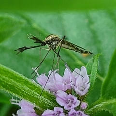 Aedes trivittatus