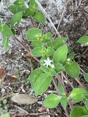 Richardia brasiliensis