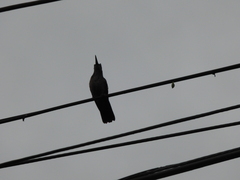 Eupetomena cirrochloris