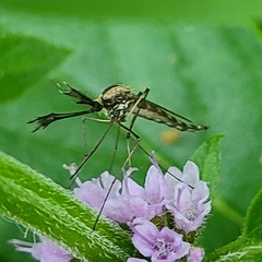 Aedes trivittatus