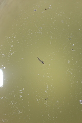 Culicinae