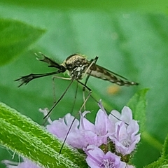 Aedes trivittatus
