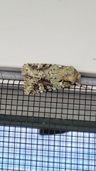 Lacinipolia laudabilis