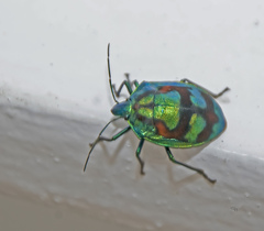 Tectocoris diophthalmus