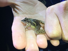 Leptodactylus gracilis