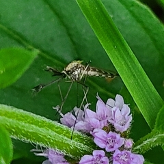 Aedes trivittatus