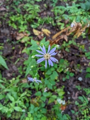 Symphyotrichum retroflexum