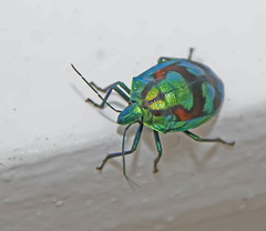 Tectocoris diophthalmus