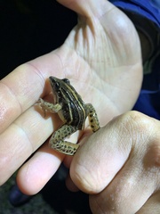 Leptodactylus gracilis