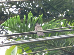 Eupetomena cirrochloris