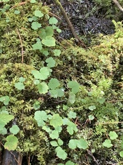 Hydrocotyle americana