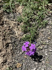 Verbena pulchella
